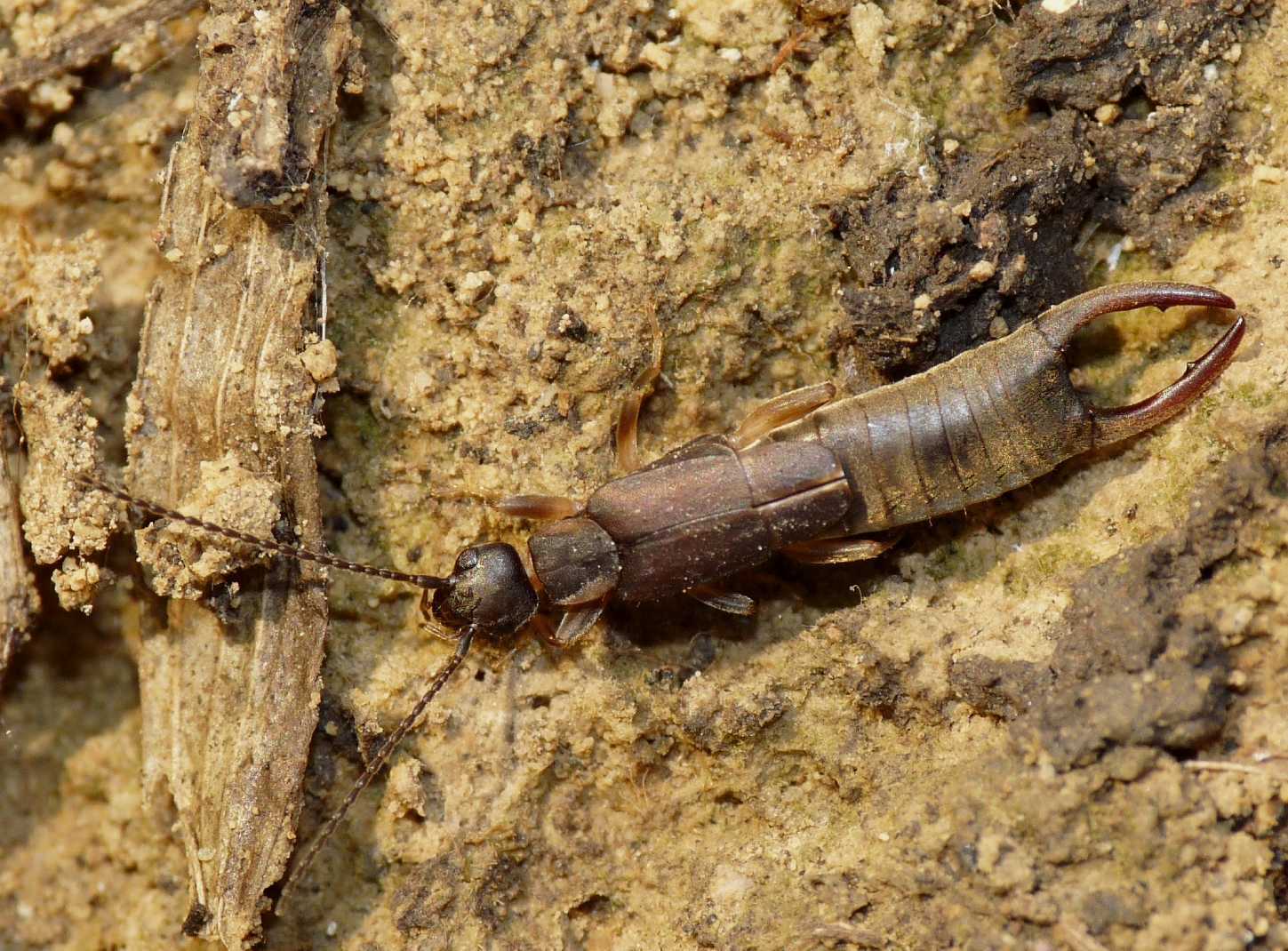 Nala lividipes